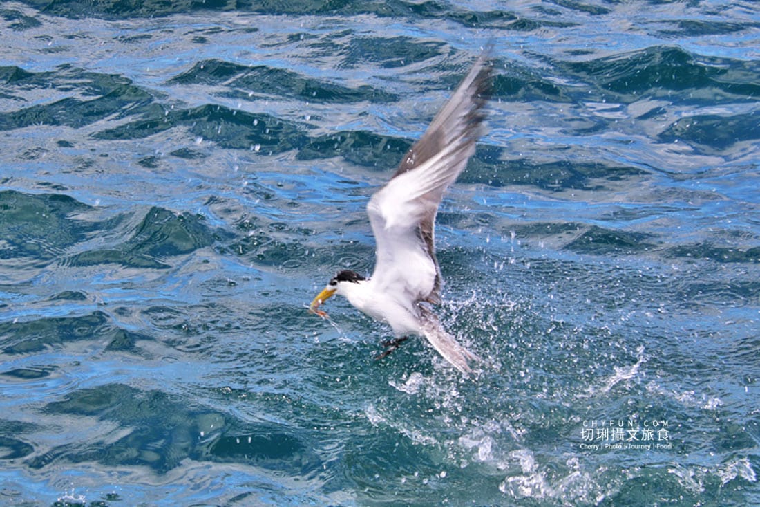 澎湖|東海一日遊員貝耍廢島樂營,潮間帶賞鷗不玩水知性Chill漫遊 - 第26張圖 澎湖|東海一日遊員貝耍廢島樂營,潮間帶賞鷗不玩水知性Chill漫遊