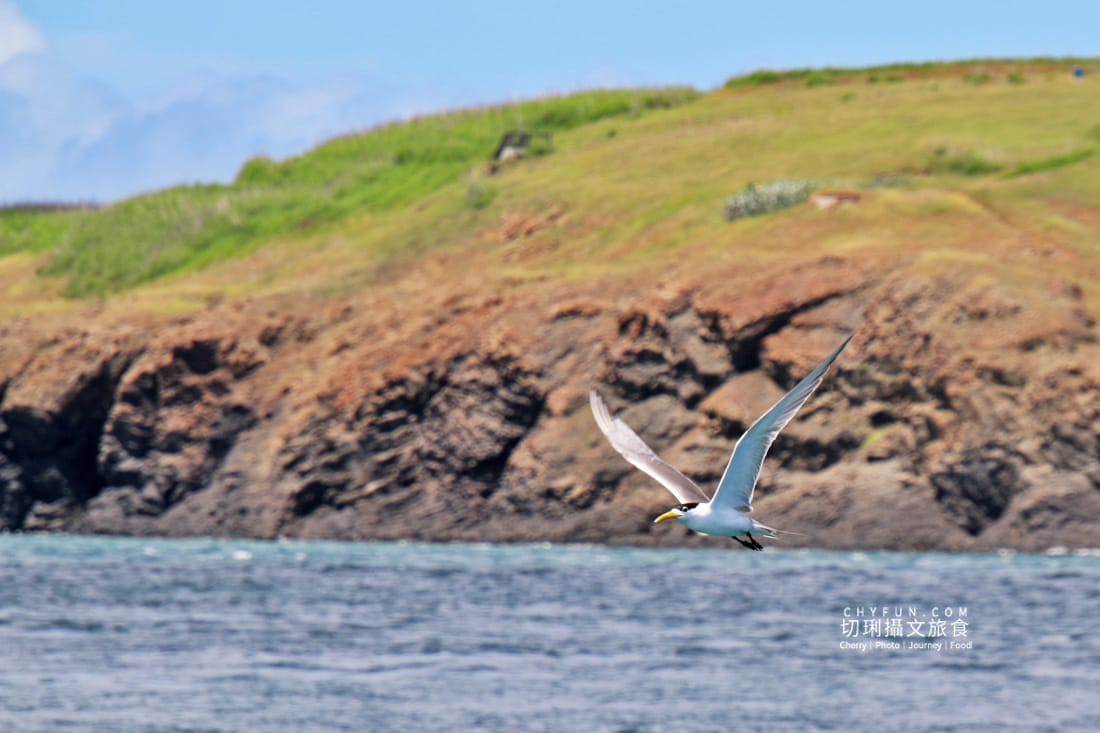 澎湖|東海一日遊員貝耍廢島樂營,潮間帶賞鷗不玩水知性Chill漫遊 - 第27張圖 澎湖|東海一日遊員貝耍廢島樂營,潮間帶賞鷗不玩水知性Chill漫遊