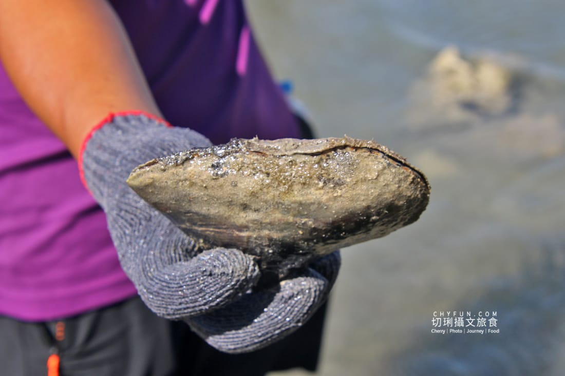 澎湖|東海一日遊員貝耍廢島樂營,潮間帶賞鷗不玩水知性Chill漫遊 - 第41張圖 澎湖|東海一日遊員貝耍廢島樂營,潮間帶賞鷗不玩水知性Chill漫遊