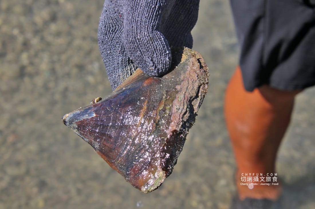 澎湖|東海一日遊員貝耍廢島樂營,潮間帶賞鷗不玩水知性Chill漫遊 - 第42張圖 澎湖|東海一日遊員貝耍廢島樂營,潮間帶賞鷗不玩水知性Chill漫遊