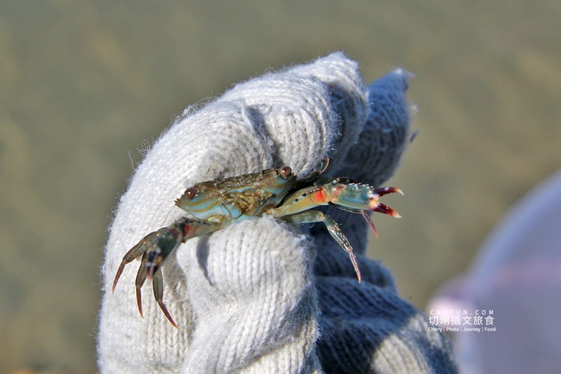 澎湖|東海一日遊員貝耍廢島樂營,潮間帶賞鷗不玩水知性Chill漫遊 - 第43張圖 澎湖|東海一日遊員貝耍廢島樂營,潮間帶賞鷗不玩水知性Chill漫遊