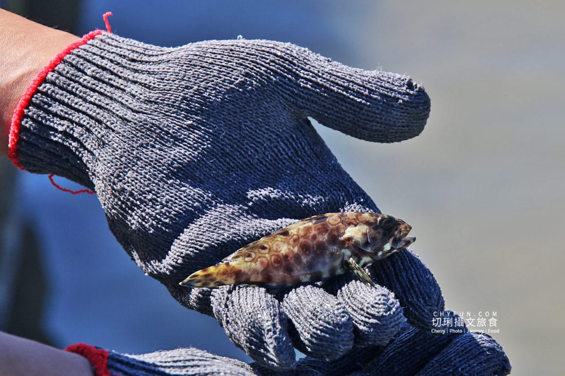 澎湖|東海一日遊員貝耍廢島樂營,潮間帶賞鷗不玩水知性Chill漫遊 - 第44張圖 澎湖|東海一日遊員貝耍廢島樂營,潮間帶賞鷗不玩水知性Chill漫遊