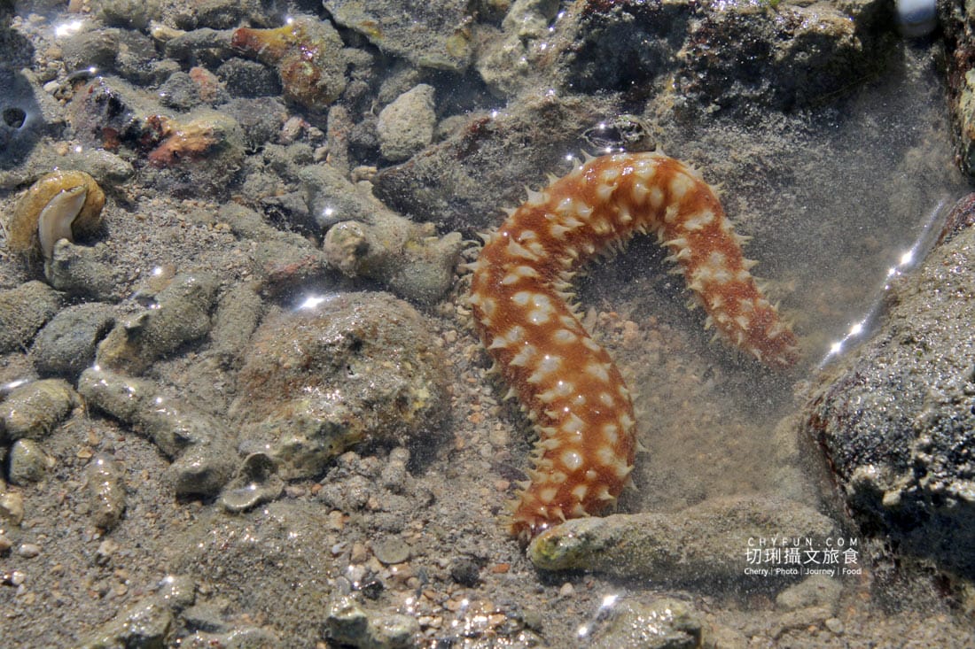 澎湖|東海一日遊員貝耍廢島樂營,潮間帶賞鷗不玩水知性Chill漫遊 - 第45張圖 澎湖|東海一日遊員貝耍廢島樂營,潮間帶賞鷗不玩水知性Chill漫遊