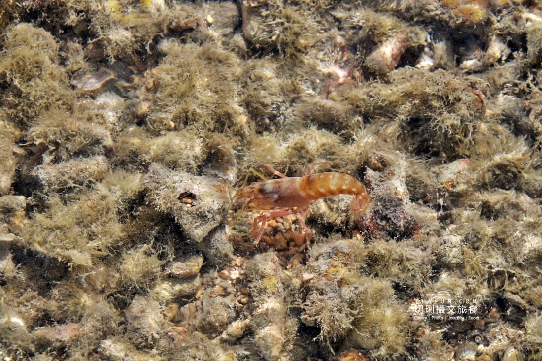 澎湖|東海一日遊員貝耍廢島樂營,潮間帶賞鷗不玩水知性Chill漫遊 - 第46張圖 澎湖|東海一日遊員貝耍廢島樂營,潮間帶賞鷗不玩水知性Chill漫遊