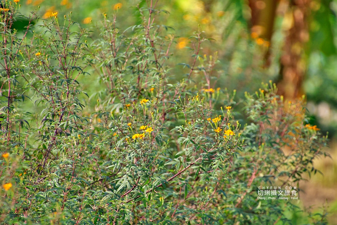 嘉義|阿里山下的天然莊園食農體驗,沉浸香草植染與茶的薰陶 - 第2張圖 嘉義|阿里山下的天然莊園食農體驗,沉浸香草植染與茶的薰陶