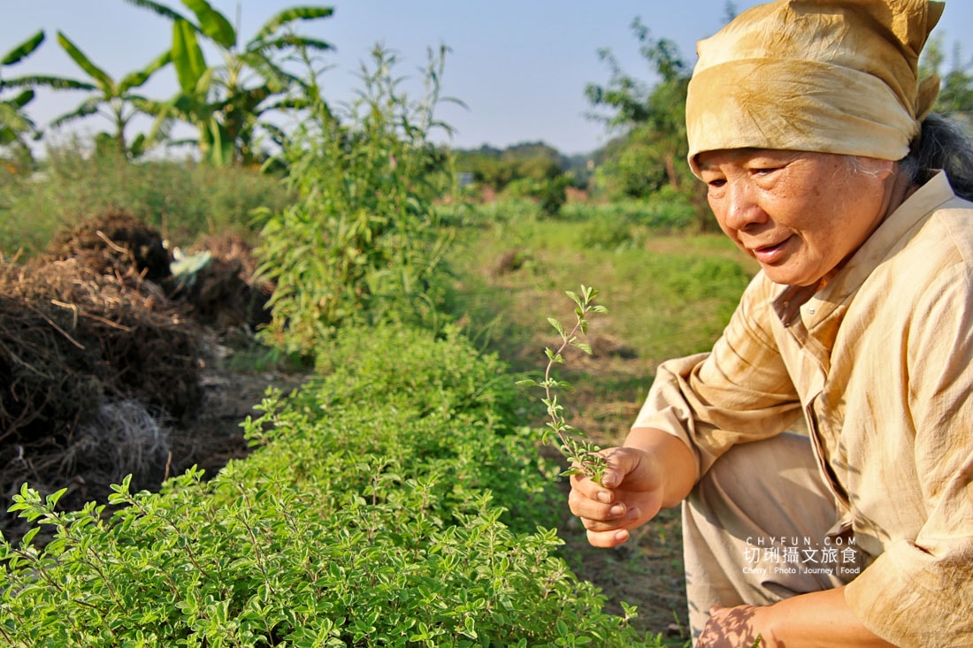 嘉義|阿里山下的天然莊園食農體驗,沉浸香草植染與茶的薰陶 - 第28張圖 嘉義|阿里山下的天然莊園食農體驗,沉浸香草植染與茶的薰陶