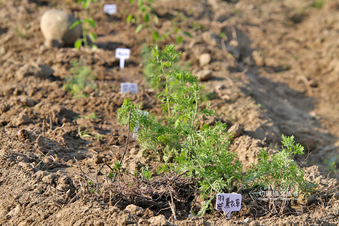 嘉義|阿里山下的天然莊園食農體驗,沉浸香草植染與茶的薰陶 - 第29張圖 嘉義|阿里山下的天然莊園食農體驗,沉浸香草植染與茶的薰陶