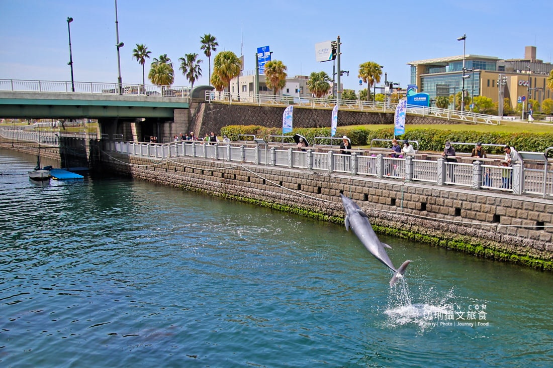 麗星郵輪探索星號六天五夜遊日本賞櫻花，郵輪旅遊完整全記錄
