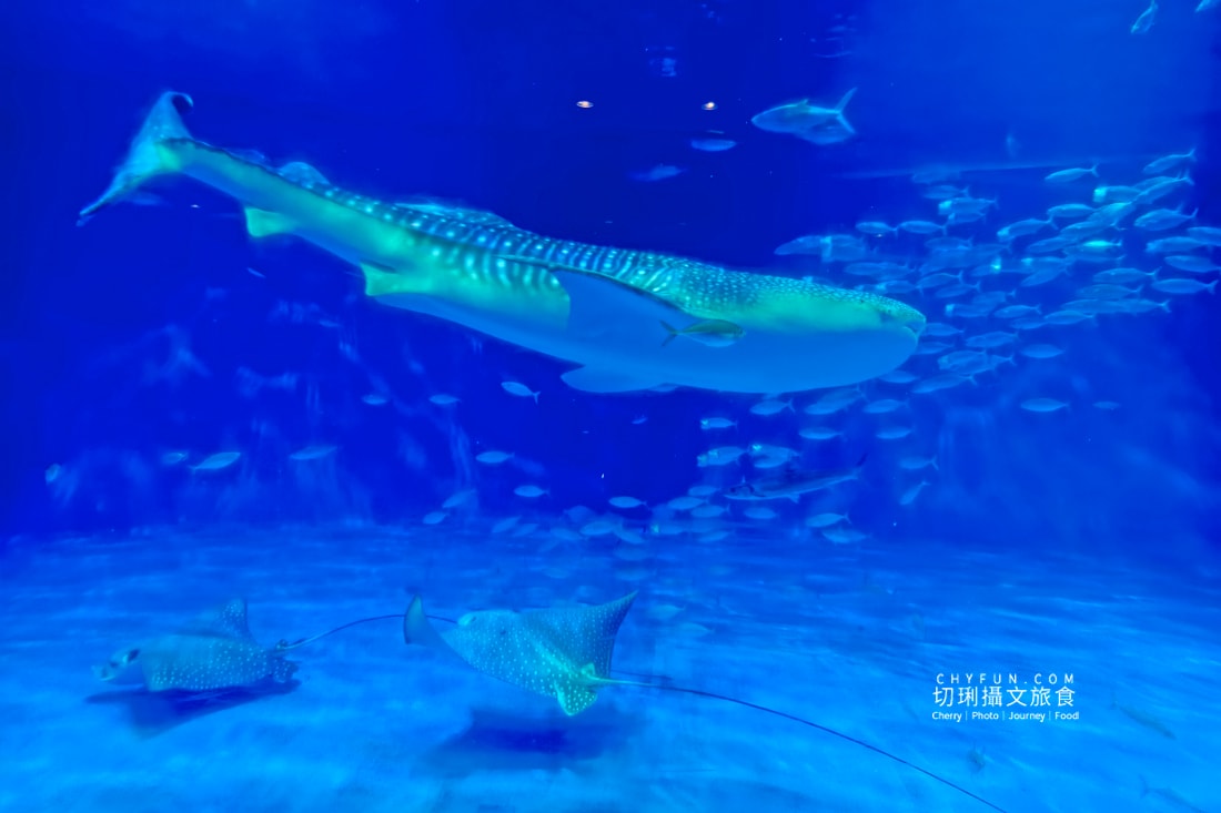 麗星郵輪探索星號六天五夜遊日本賞櫻花，郵輪旅遊完整全記錄