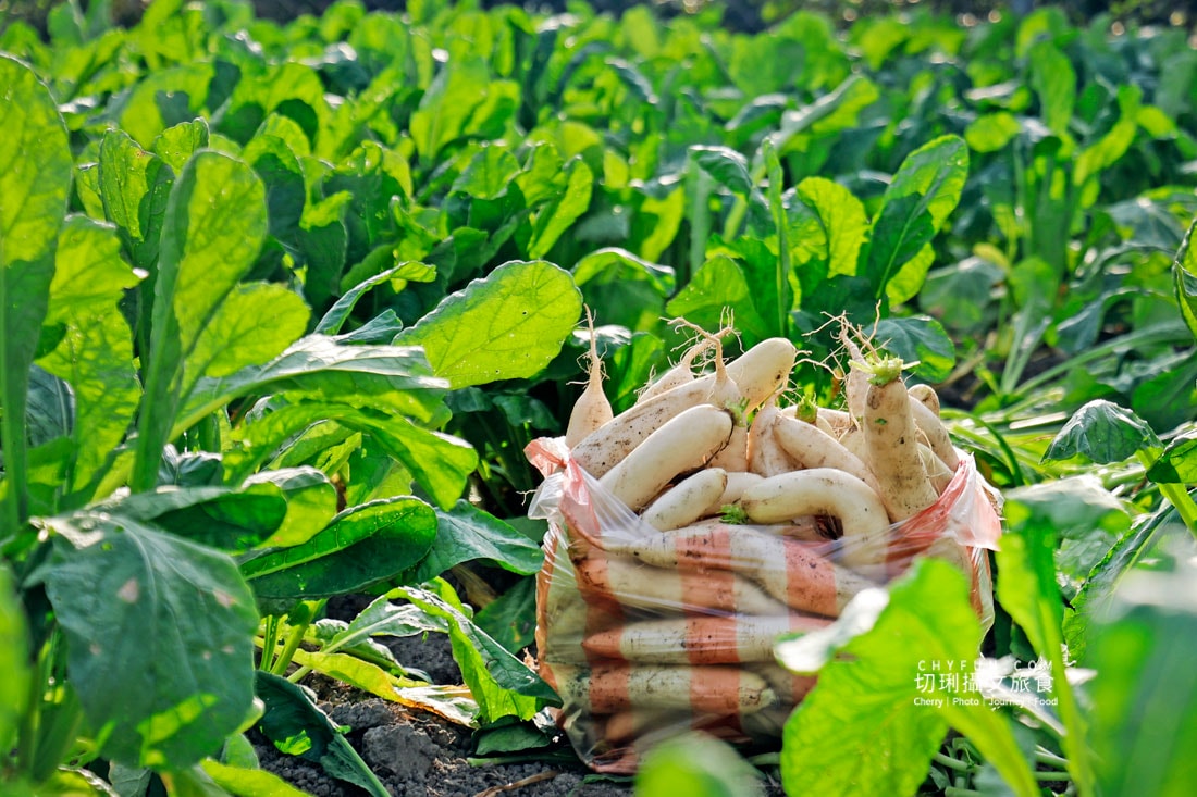 美濃拔蘿蔔一日遊，走進田野體驗最甜的白玉蘿蔔採收季