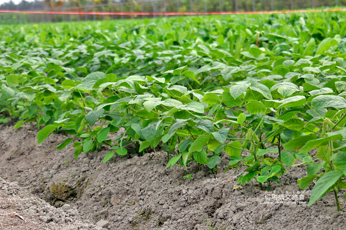 美濃拔蘿蔔一日遊，走進田野體驗最甜的白玉蘿蔔採收季