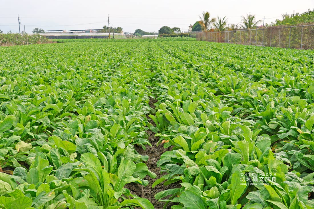 美濃拔蘿蔔一日遊，走進田野體驗最甜的白玉蘿蔔採收季