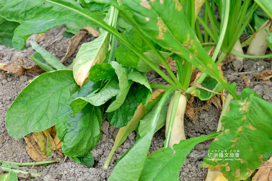美濃拔蘿蔔一日遊，走進田野體驗最甜的白玉蘿蔔採收季