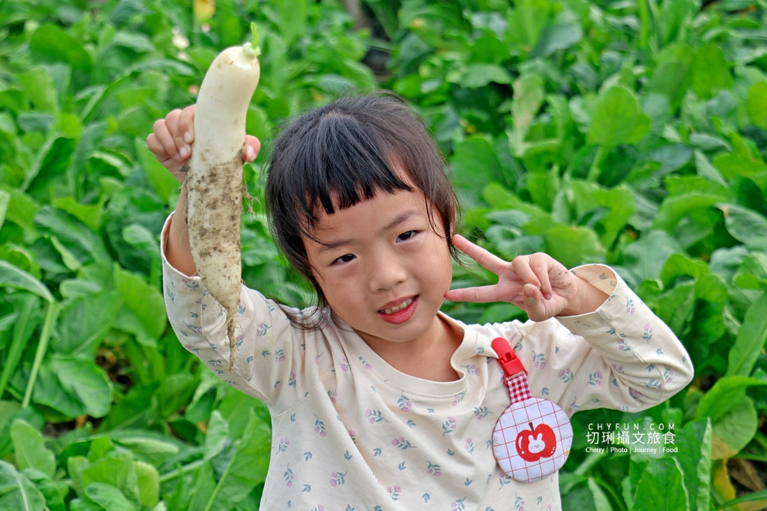 美濃拔蘿蔔一日遊，走進田野體驗最甜的白玉蘿蔔採收季