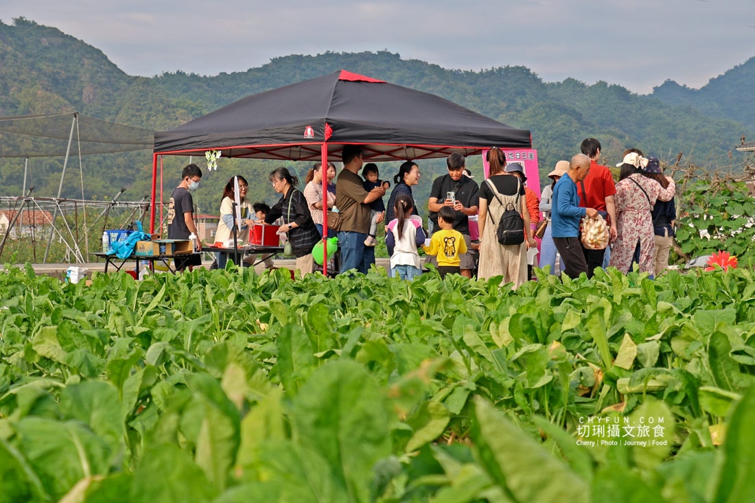 美濃拔蘿蔔一日遊，走進田野體驗最甜的白玉蘿蔔採收季