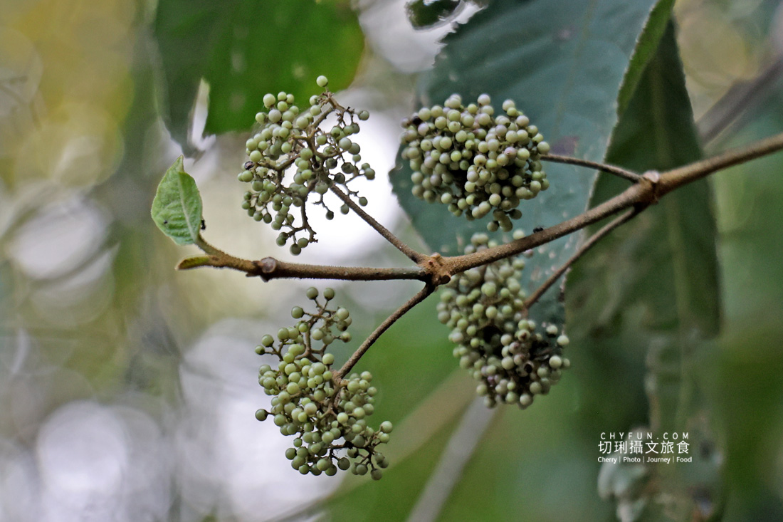 丹大布農智慧與邵族記憶的生活脈絡，從山林到湖畔日月潭最美的文化巡禮