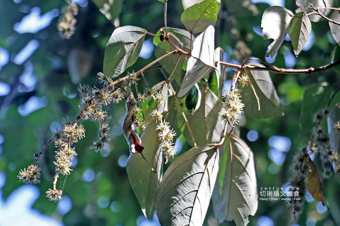 丹大布農智慧與邵族記憶的生活脈絡，從山林到湖畔日月潭最美的文化巡禮