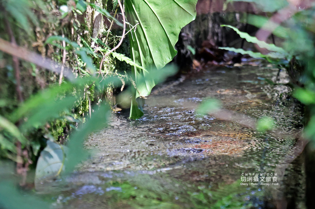 丹大布農智慧與邵族記憶的生活脈絡，從山林到湖畔日月潭最美的文化巡禮