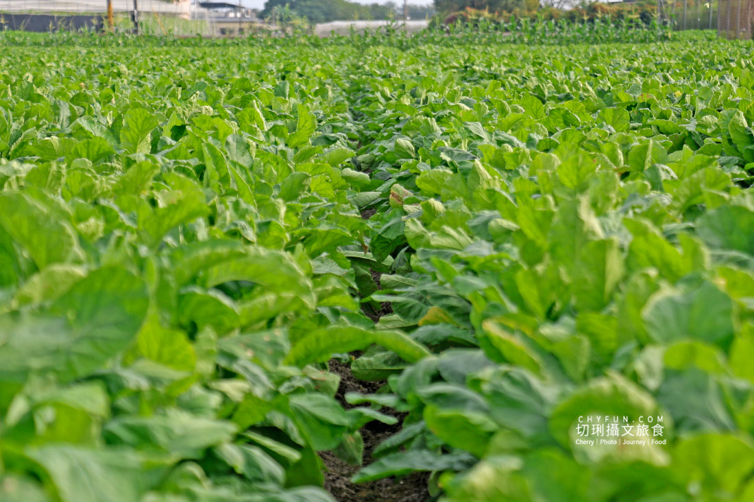 美濃拔蘿蔔一日遊,走進田野體驗最甜的白玉蘿蔔採收季 - 第2張圖 美濃拔蘿蔔一日遊,走進田野體驗最甜的白玉蘿蔔採收季