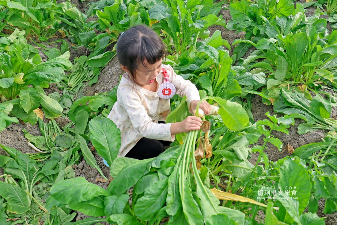 美濃拔蘿蔔一日遊,走進田野體驗最甜的白玉蘿蔔採收季 - 第13張圖 美濃拔蘿蔔一日遊,走進田野體驗最甜的白玉蘿蔔採收季