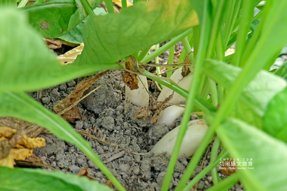 美濃拔蘿蔔一日遊,走進田野體驗最甜的白玉蘿蔔採收季 - 第8張圖 美濃拔蘿蔔一日遊,走進田野體驗最甜的白玉蘿蔔採收季