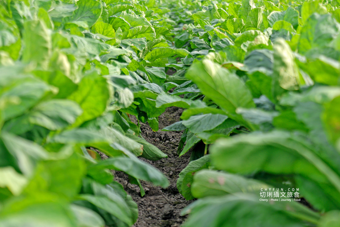 美濃拔蘿蔔一日遊,走進田野體驗最甜的白玉蘿蔔採收季 - 第7張圖 美濃拔蘿蔔一日遊,走進田野體驗最甜的白玉蘿蔔採收季