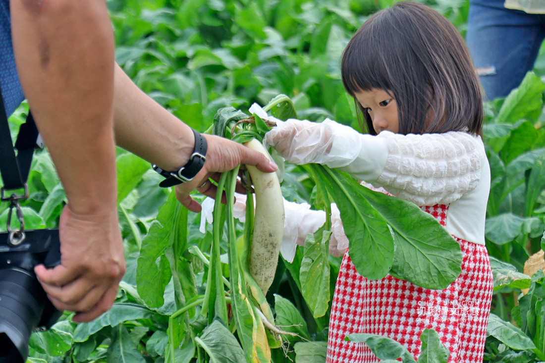 美濃拔蘿蔔一日遊,走進田野體驗最甜的白玉蘿蔔採收季 - 第16張圖 美濃拔蘿蔔一日遊,走進田野體驗最甜的白玉蘿蔔採收季