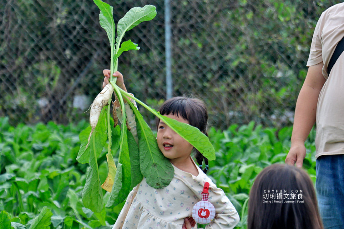 美濃拔蘿蔔一日遊,走進田野體驗最甜的白玉蘿蔔採收季 - 第15張圖 美濃拔蘿蔔一日遊,走進田野體驗最甜的白玉蘿蔔採收季