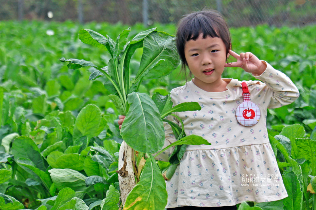 美濃拔蘿蔔一日遊,走進田野體驗最甜的白玉蘿蔔採收季 - 第14張圖 美濃拔蘿蔔一日遊,走進田野體驗最甜的白玉蘿蔔採收季