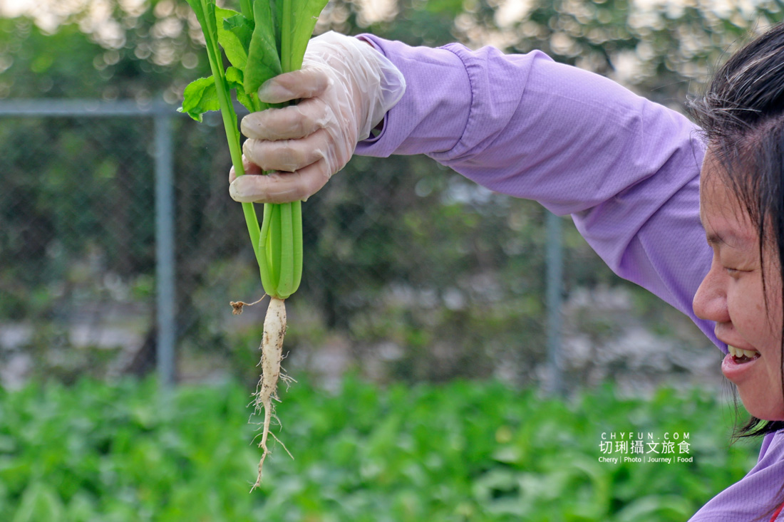 美濃拔蘿蔔一日遊,走進田野體驗最甜的白玉蘿蔔採收季 - 第19張圖 美濃拔蘿蔔一日遊,走進田野體驗最甜的白玉蘿蔔採收季