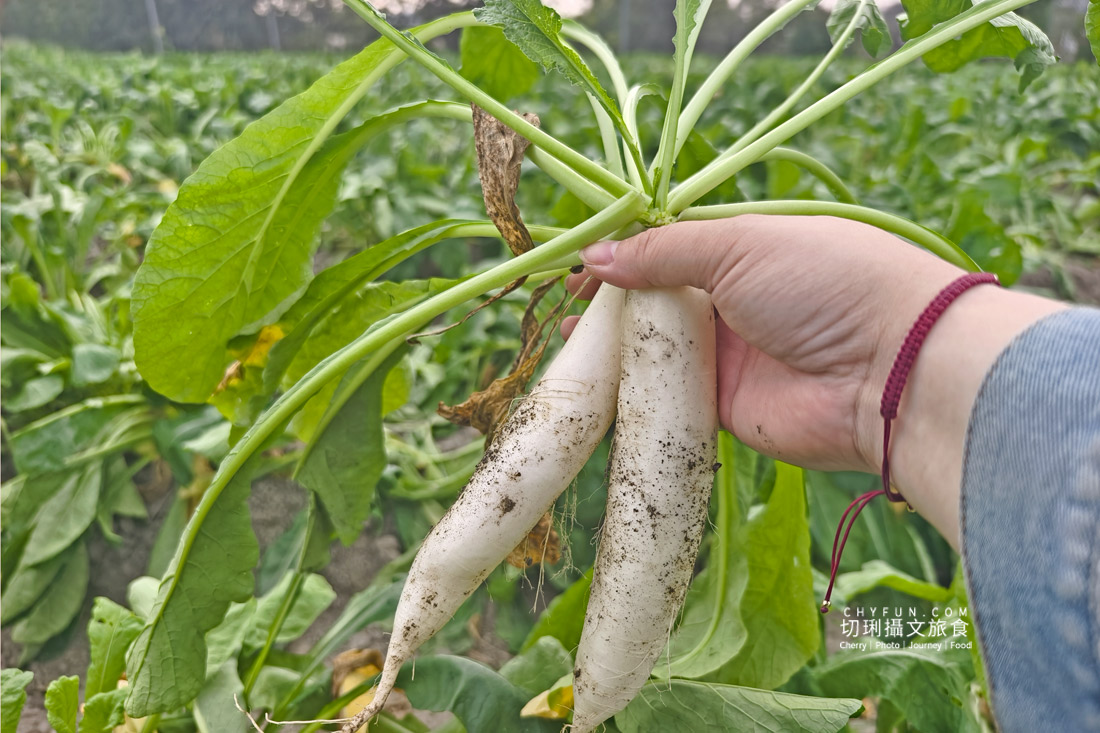 美濃拔蘿蔔一日遊,走進田野體驗最甜的白玉蘿蔔採收季 - 第17張圖 美濃拔蘿蔔一日遊,走進田野體驗最甜的白玉蘿蔔採收季