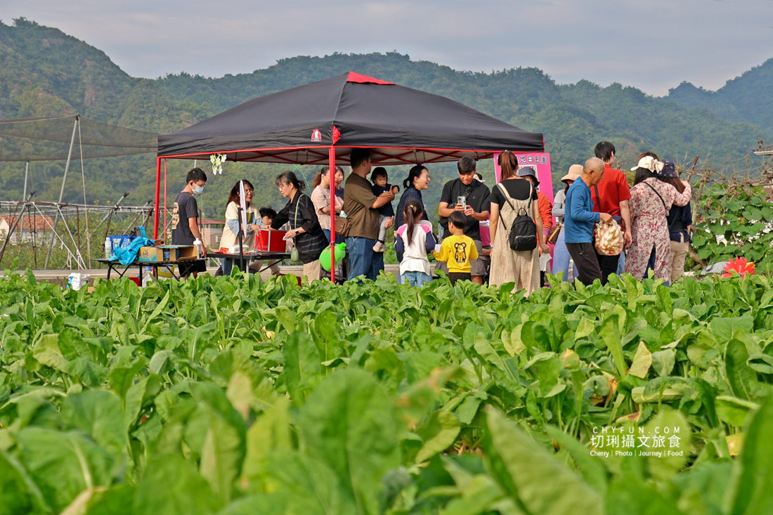 美濃拔蘿蔔一日遊,走進田野體驗最甜的白玉蘿蔔採收季 - 第10張圖 美濃拔蘿蔔一日遊,走進田野體驗最甜的白玉蘿蔔採收季