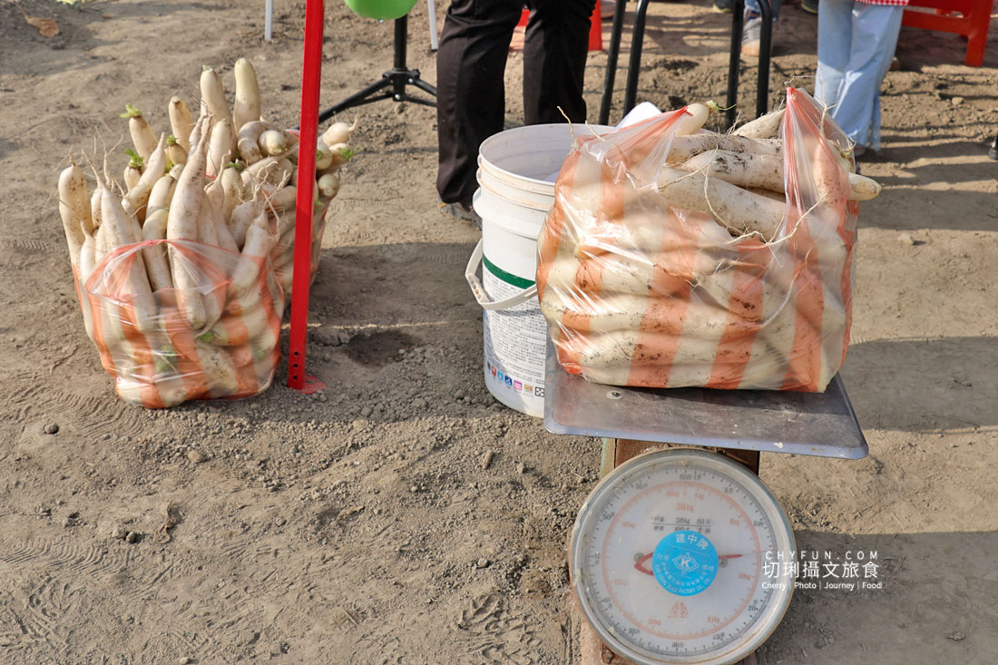 美濃拔蘿蔔一日遊,走進田野體驗最甜的白玉蘿蔔採收季 - 第11張圖 美濃拔蘿蔔一日遊,走進田野體驗最甜的白玉蘿蔔採收季