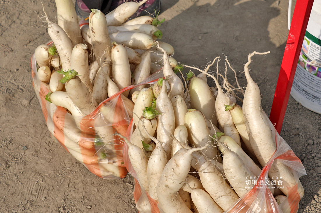 美濃拔蘿蔔一日遊,走進田野體驗最甜的白玉蘿蔔採收季 - 第12張圖 美濃拔蘿蔔一日遊,走進田野體驗最甜的白玉蘿蔔採收季