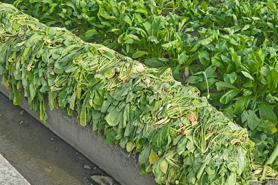 美濃拔蘿蔔一日遊,走進田野體驗最甜的白玉蘿蔔採收季 - 第30張圖 美濃拔蘿蔔一日遊,走進田野體驗最甜的白玉蘿蔔採收季