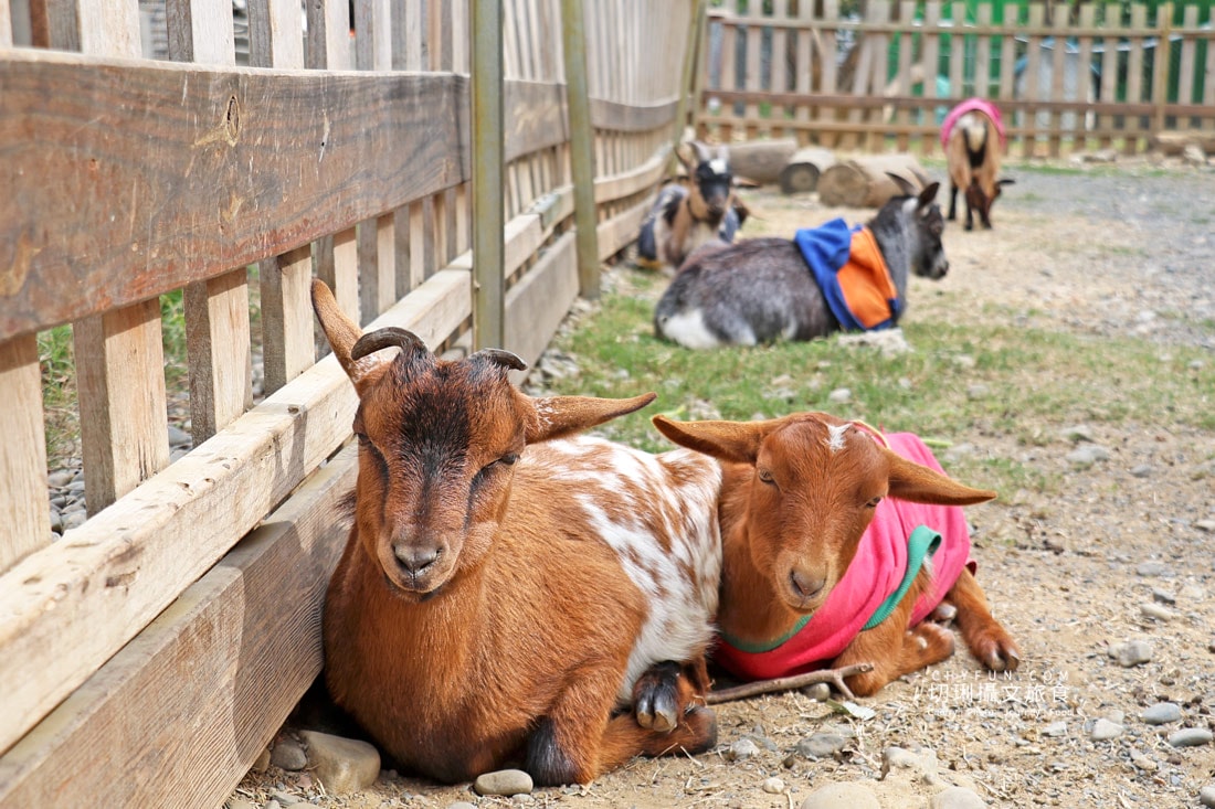 嘉義親子景點與山線療癒旅行,咩咩上樹萌寵樂園 × 曾文水庫一日遊 - 第4張圖 嘉義親子景點與山線療癒旅行,咩咩上樹萌寵樂園 × 曾文水庫一日遊