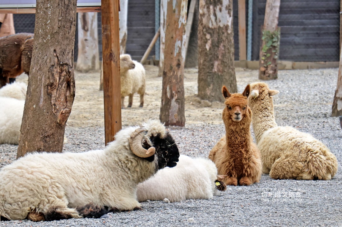 嘉義親子景點與山線療癒旅行,咩咩上樹萌寵樂園 × 曾文水庫一日遊 - 第3張圖 嘉義親子景點與山線療癒旅行,咩咩上樹萌寵樂園 × 曾文水庫一日遊