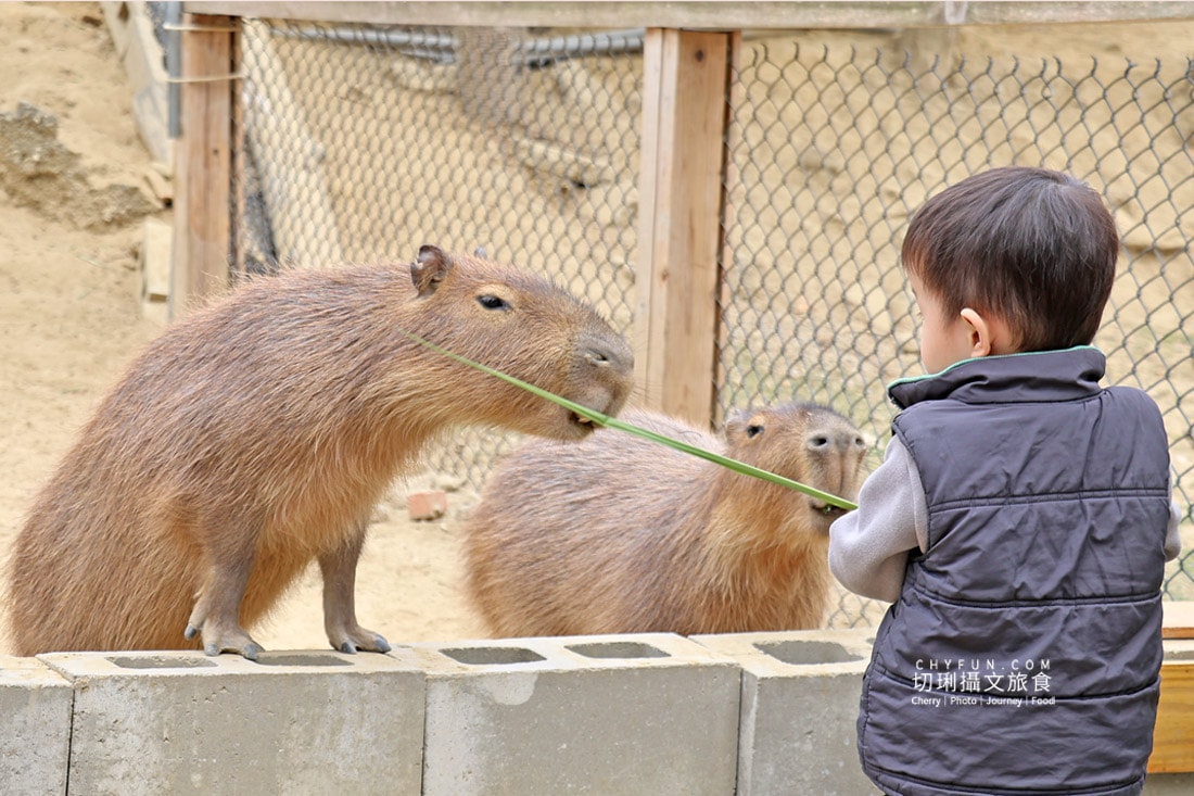 嘉義親子景點與山線療癒旅行,咩咩上樹萌寵樂園 × 曾文水庫一日遊 - 第5張圖 嘉義親子景點與山線療癒旅行,咩咩上樹萌寵樂園 × 曾文水庫一日遊