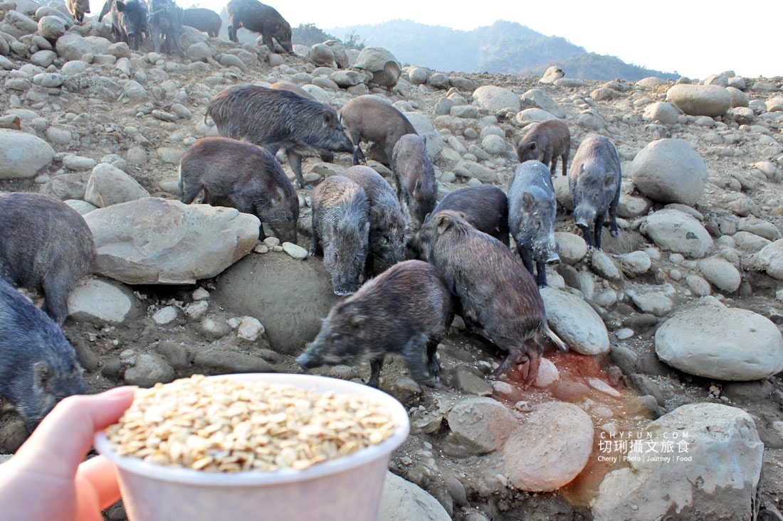 嘉義親子景點與山線療癒旅行,咩咩上樹萌寵樂園 × 曾文水庫一日遊 - 第19張圖 嘉義親子景點與山線療癒旅行,咩咩上樹萌寵樂園 × 曾文水庫一日遊