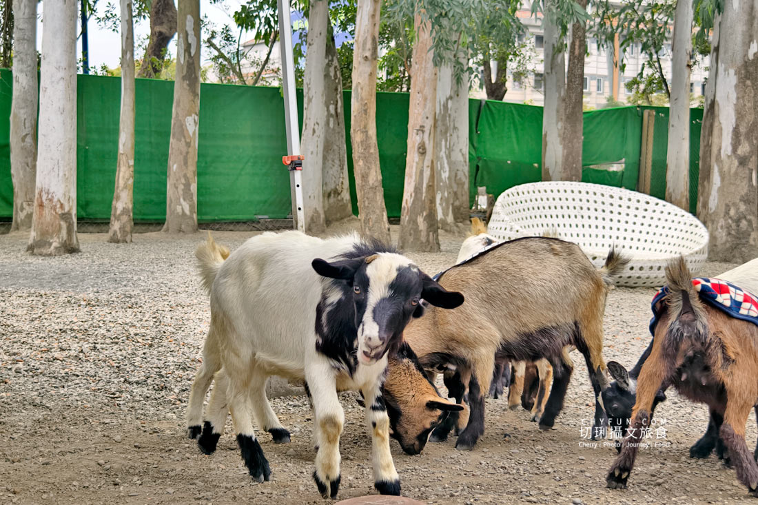 嘉義親子景點與山線療癒旅行,咩咩上樹萌寵樂園 × 曾文水庫一日遊 - 第6張圖 嘉義親子景點與山線療癒旅行,咩咩上樹萌寵樂園 × 曾文水庫一日遊