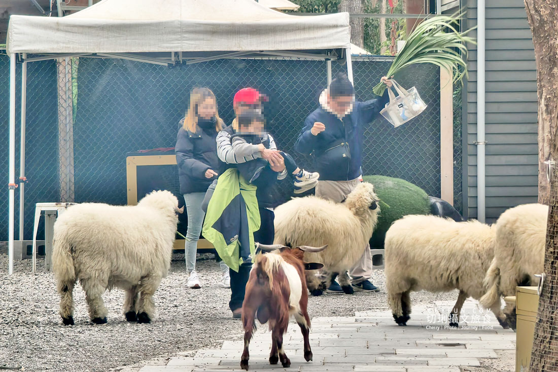 嘉義親子景點與山線療癒旅行,咩咩上樹萌寵樂園 × 曾文水庫一日遊 - 第9張圖 嘉義親子景點與山線療癒旅行,咩咩上樹萌寵樂園 × 曾文水庫一日遊