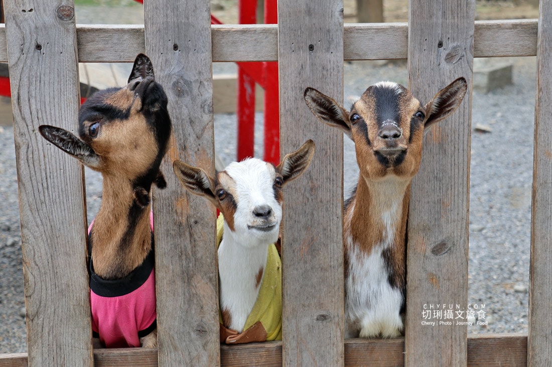 嘉義親子景點與山線療癒旅行,咩咩上樹萌寵樂園 × 曾文水庫一日遊 - 第8張圖 嘉義親子景點與山線療癒旅行,咩咩上樹萌寵樂園 × 曾文水庫一日遊